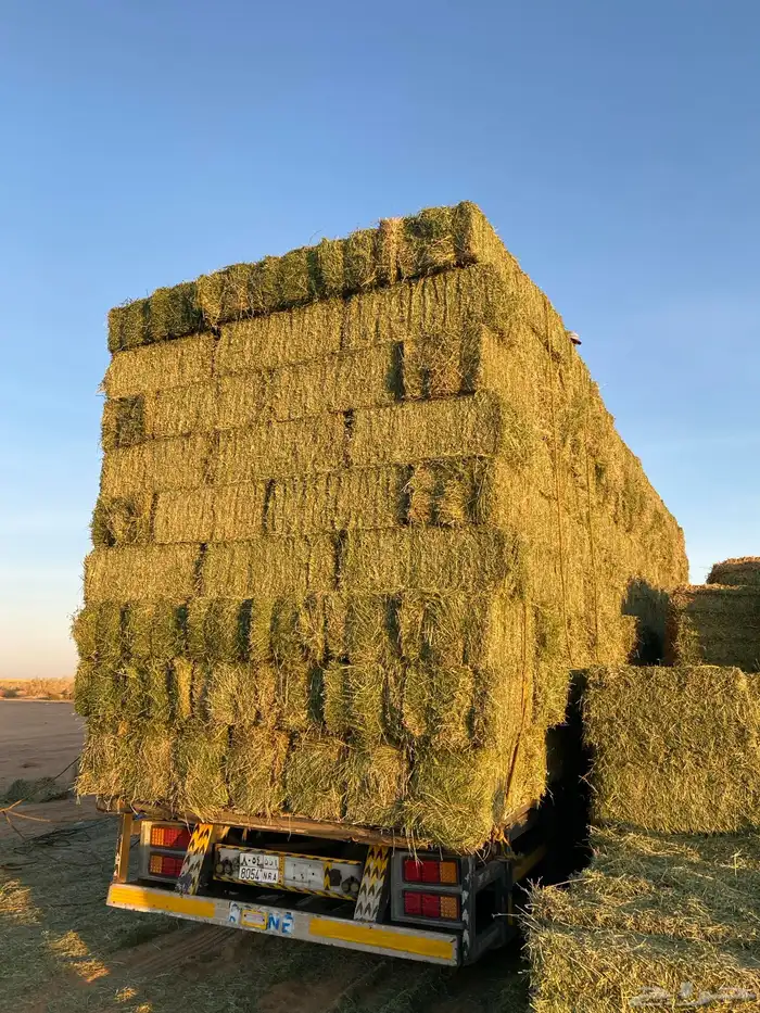 برسيم جندير صافي فأخر درجه اولى متر25كيلو الى30 1