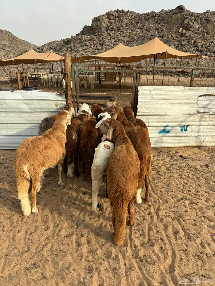 الشميسي طريق الخواجات 2