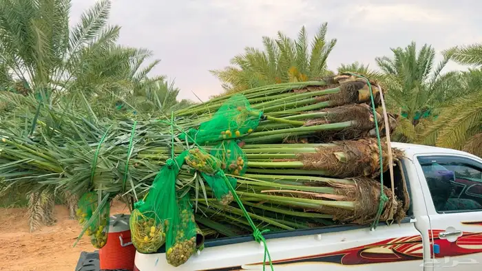 نخل مثمر للبيع في بيشة تثليث طريب 2