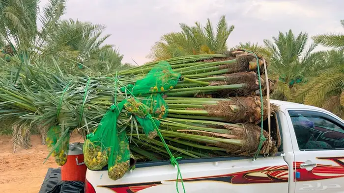 نخل مثمر للبيع في بيشة تثليث طريب 1