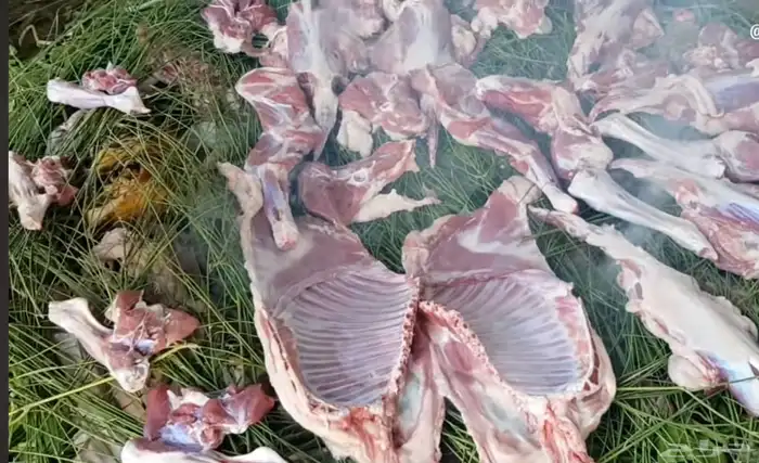 ذبايح جاهزه الى باب بيتك وجميع تجهزات مناسبتك 9
