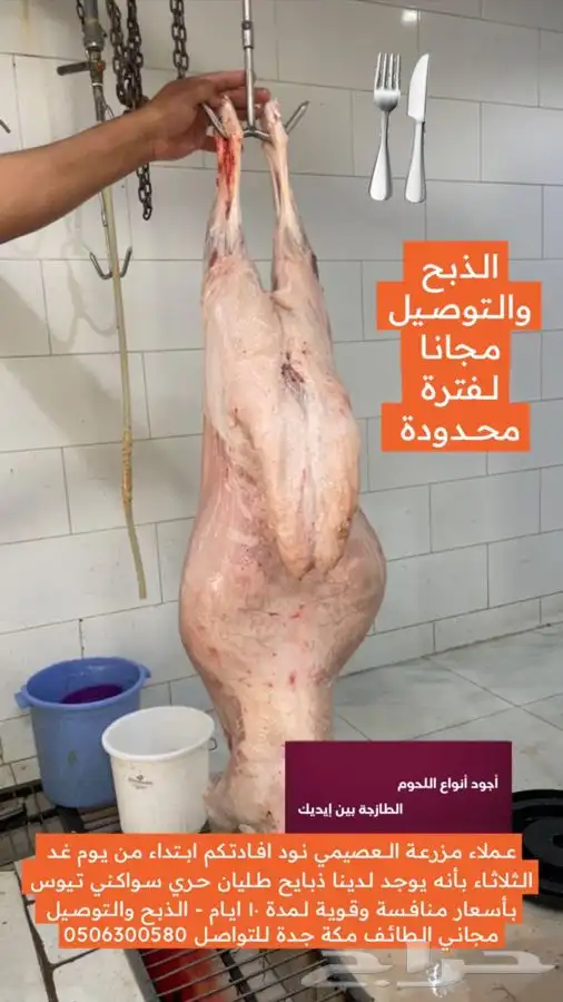للبيع ذبايح طليان حري سواكني تيوس 3