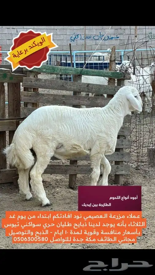 للبيع ذبايح طليان حري سواكني تيوس 0