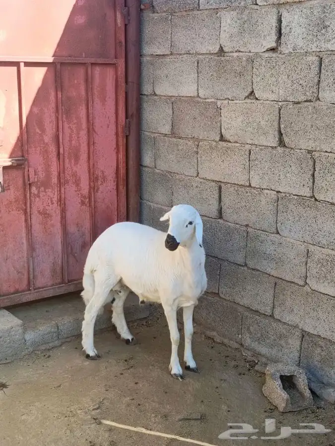 ذبايح مزرعة مرابي عسير للذبح والتوصيل 0