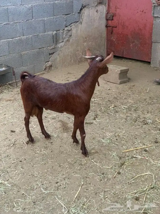 ذبايح مزرعة مرابي عسير للذبح والتوصيل 4