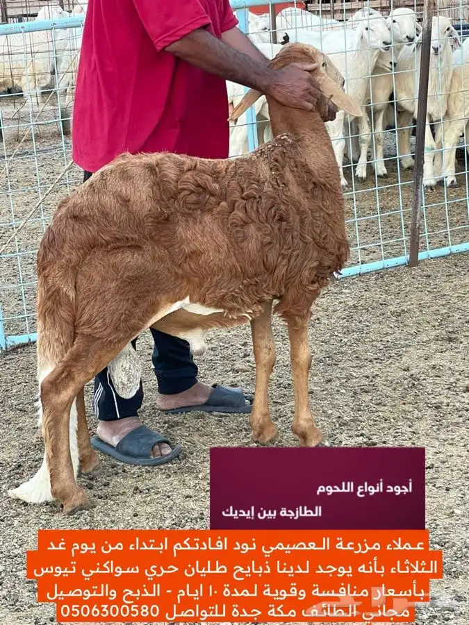للبيع ذبايح طليان حري سواكني تيوس 2