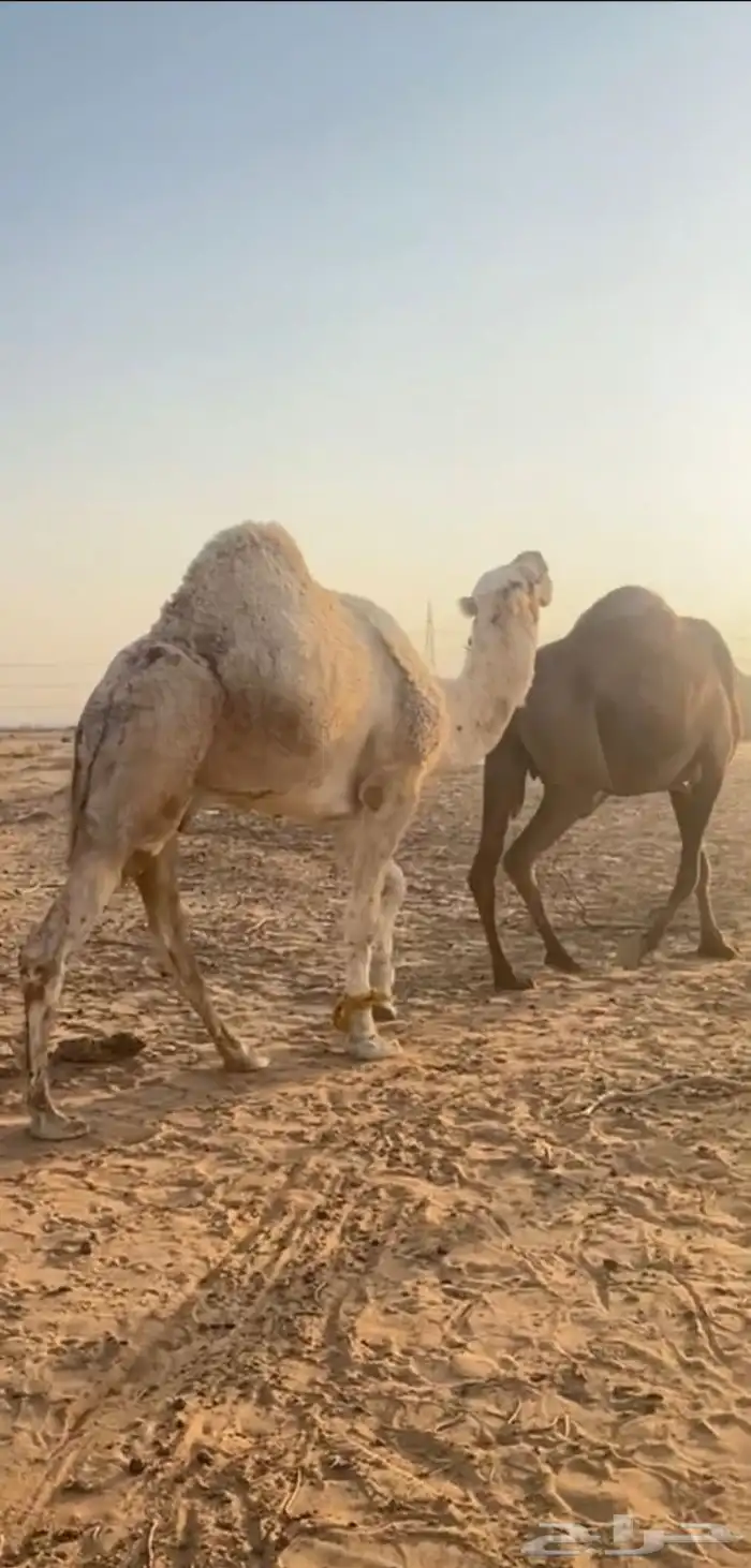 بعير اشقح 2