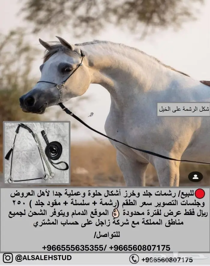 رشم جمال للبيع 3