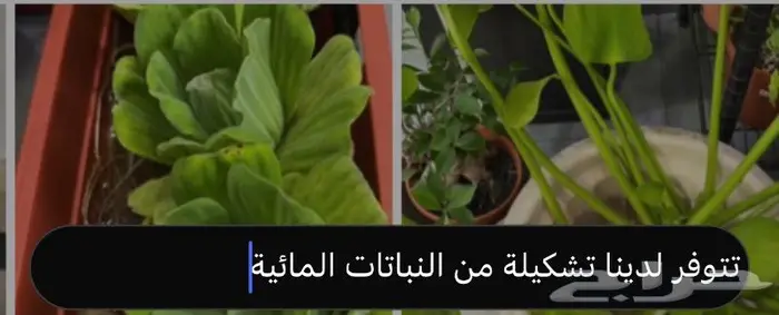 وصلتنا تشكيلة جديدة من النباتات الداخلية والخارجية 73