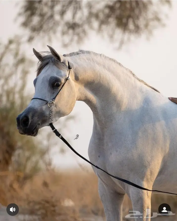 رشم جمال للبيع 7