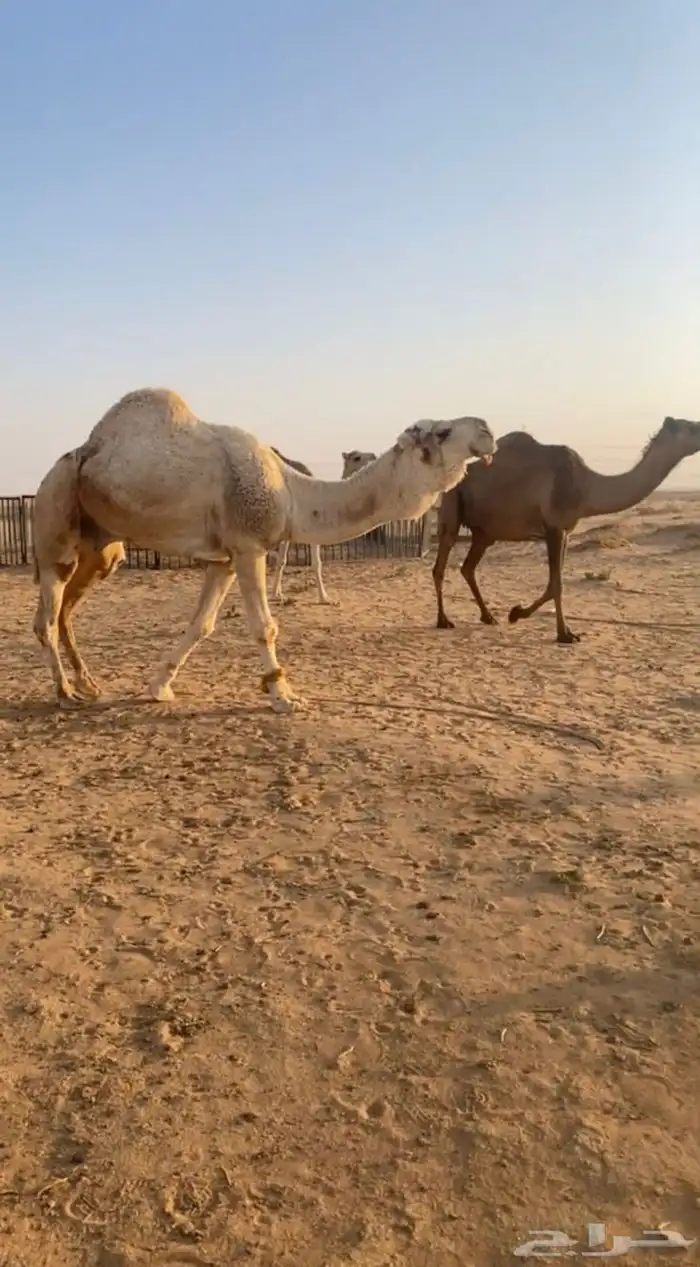 بعير اشقح 3