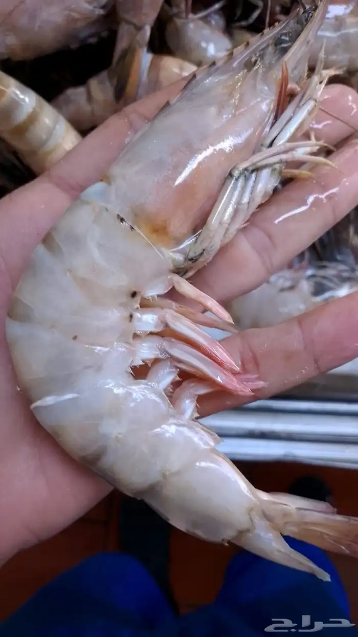 اسماك ثمار البحر 1
