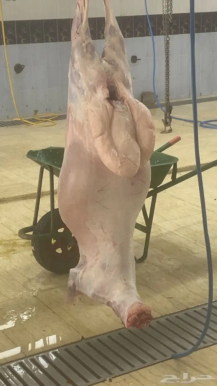 ذبايح للبيع خرفان وتيوس 0