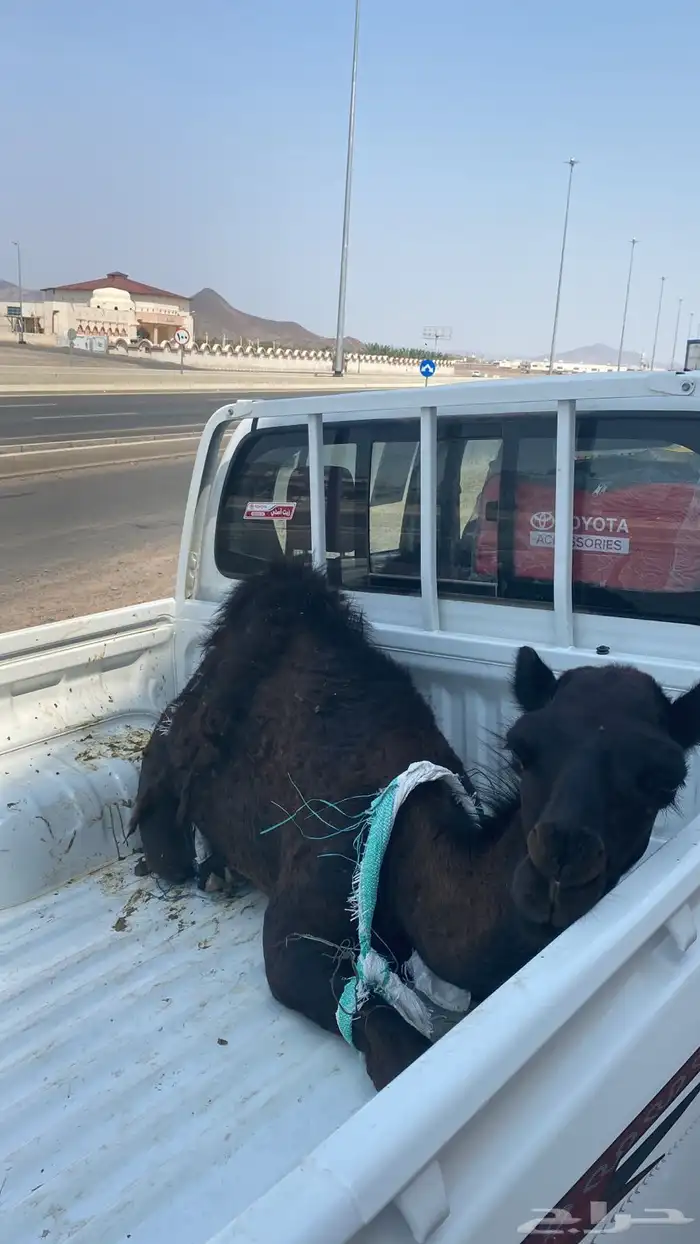 ملحمة ذبائح الحجاز-مخطط البدراني-بجوار صيدلية المجتمع 0
