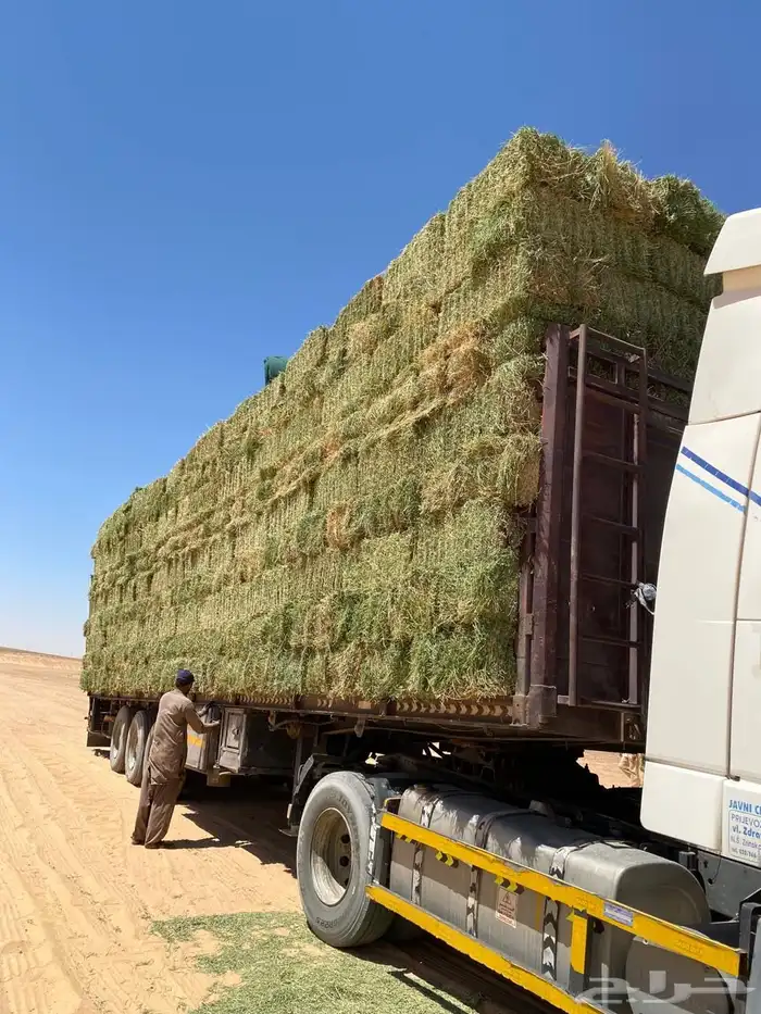 برسيم جندير صافي فأخر درجه اولى متر25كيلو الى30 3