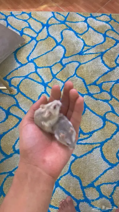 همسترات 2