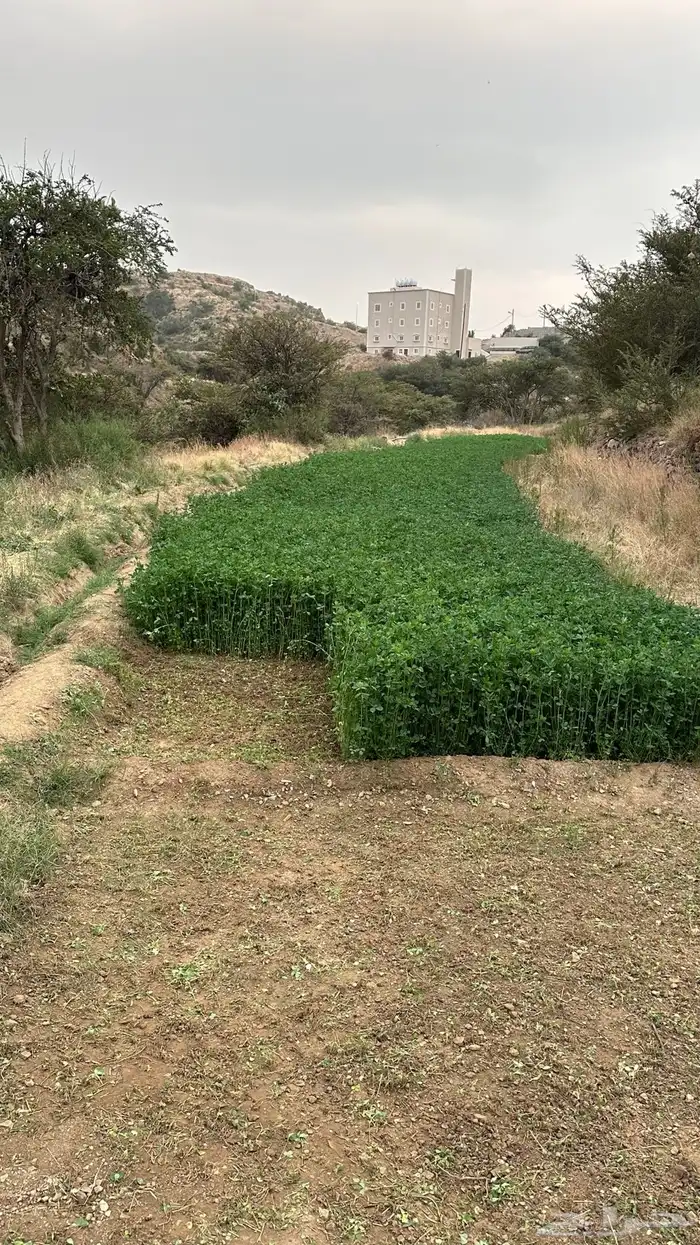 يوجد برسيم صافي بدون كيماوي بلادي شرط ولا يوجد فيه اي شي 3
