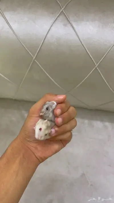 همسترات 0
