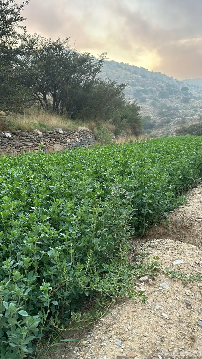 يوجد برسيم صافي بدون كيماوي بلادي شرط ولا يوجد فيه اي شي 0