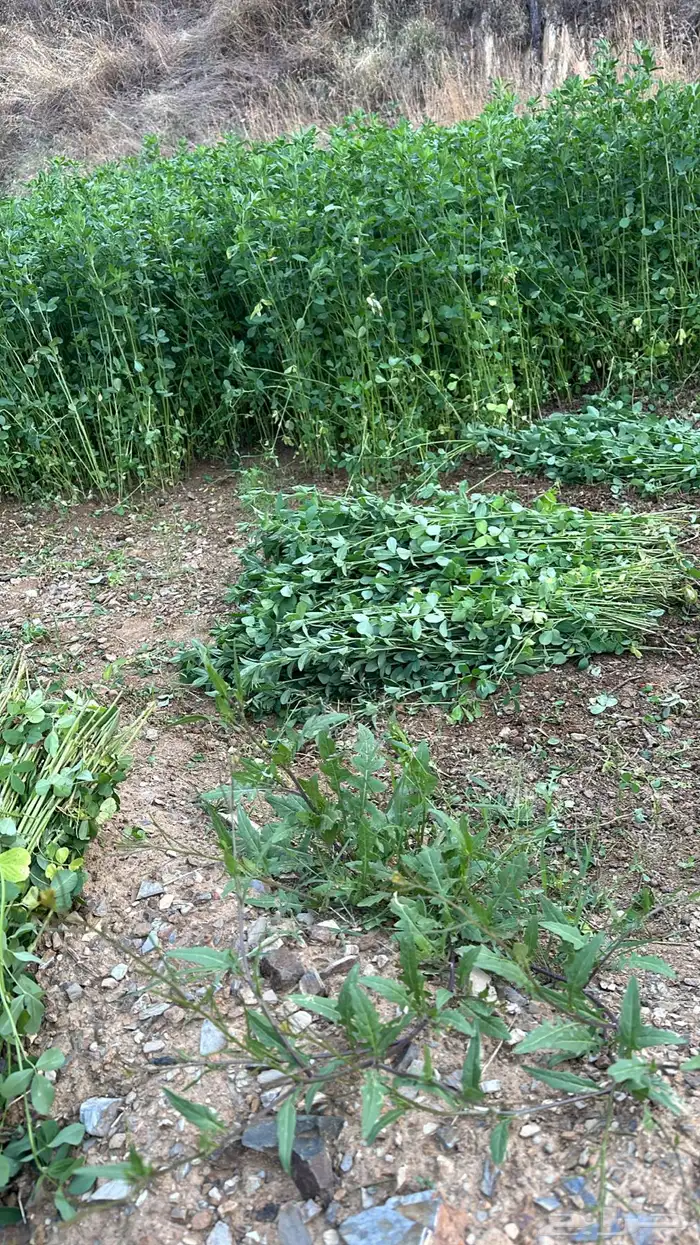 يوجد برسيم صافي بدون كيماوي بلادي شرط ولا يوجد فيه اي شي 1