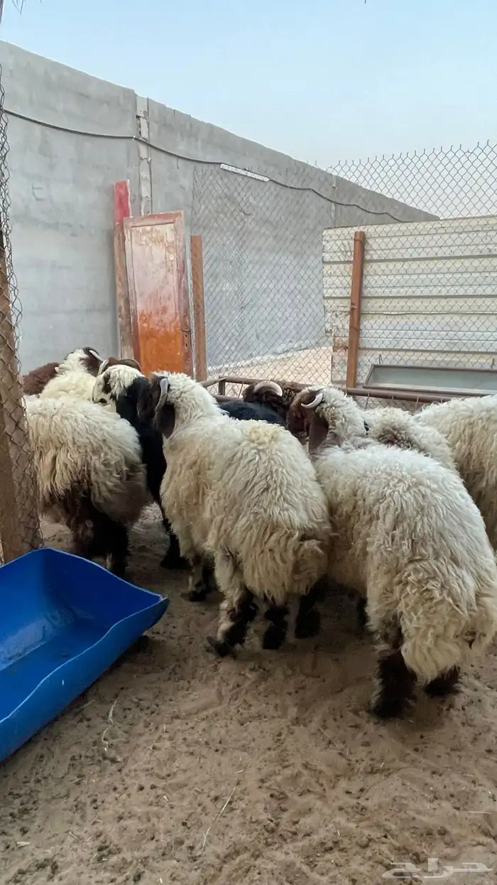 ذبايح للبيع 9