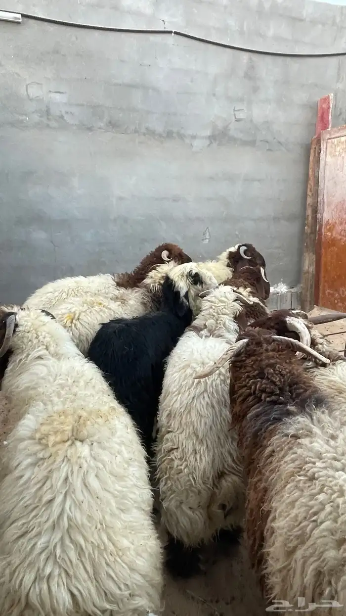 ذبايح للبيع 10