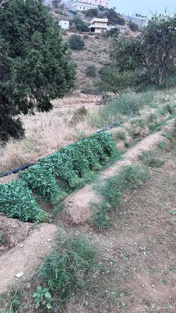 يوجد برسيم صافي بدون كيماوي بلادي شرط ولا يوجد فيه اي شي 10