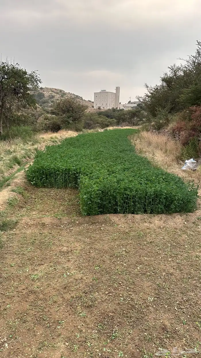 يوجد برسيم صافي بدون كيماوي بلادي شرط ولا يوجد فيه اي شي 9