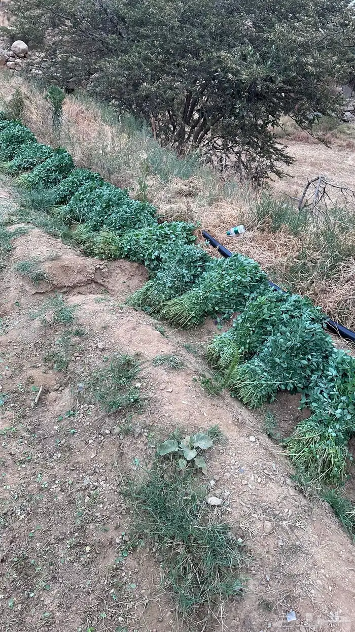 يوجد برسيم صافي بدون كيماوي بلادي شرط ولا يوجد فيه اي شي 4