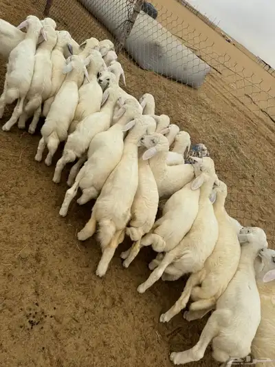 بهم تربية ( تم البيع ) 1