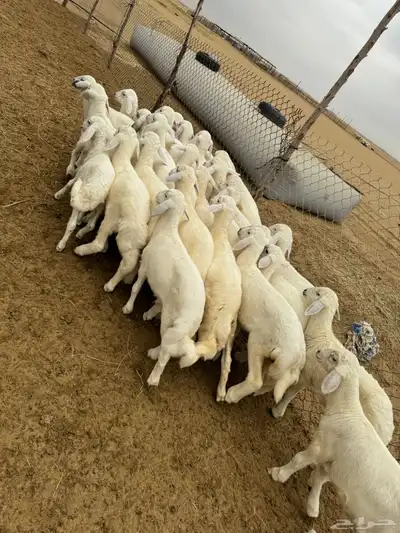 بهم تربية ( تم البيع ) 0