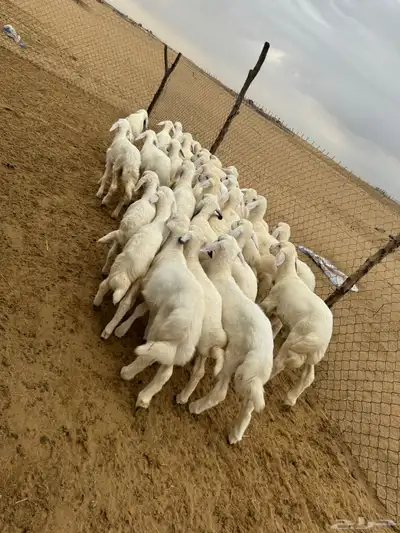 بهم تربية ( تم البيع ) 3