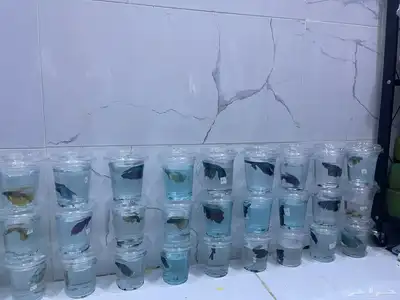 وصلت دفعه جديده من سمك فايتر بسعر الجمله 3