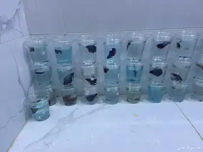 وصلت دفعه جديده من سمك فايتر بسعر الجمله 0