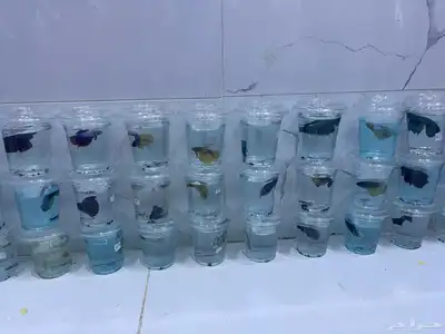 وصلت دفعه جديده من سمك فايتر بسعر الجمله 1