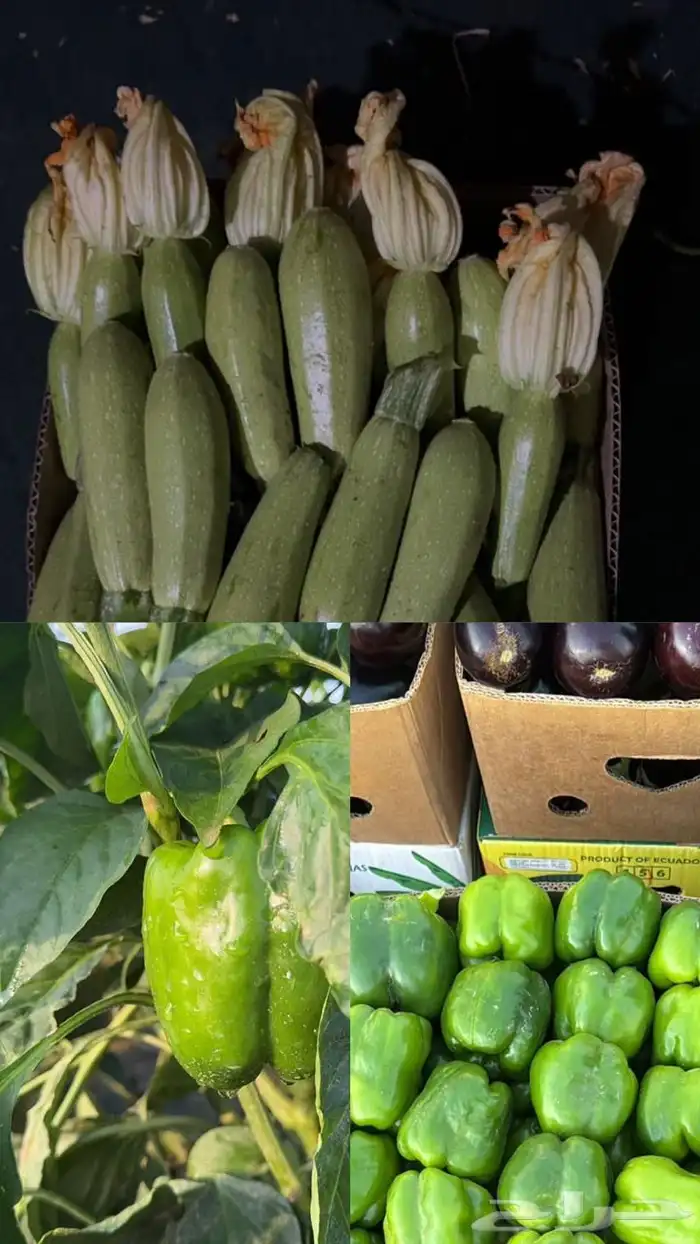 نقل خضار وفواكه 2