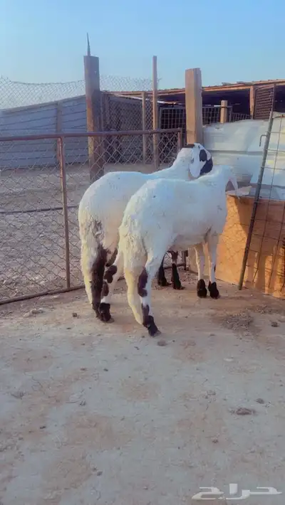 طليان سواكن مرابي 4 شهور 2