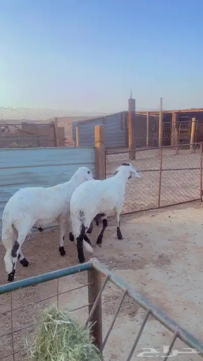 طليان سواكن مرابي 4 شهور 1
