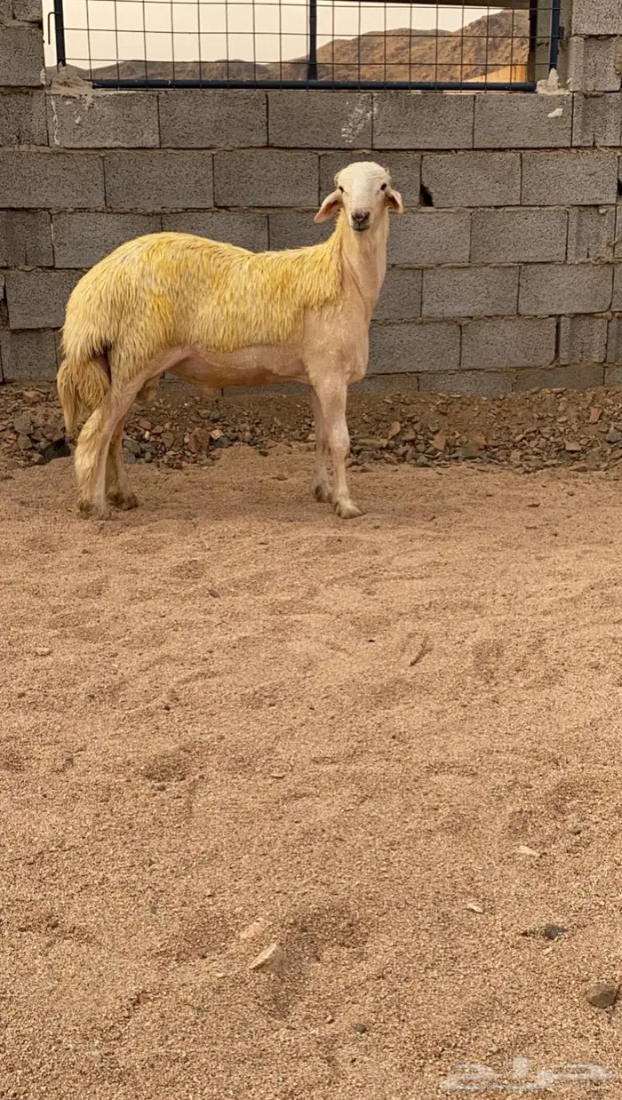 (تم البيع) مشروع فحل 2