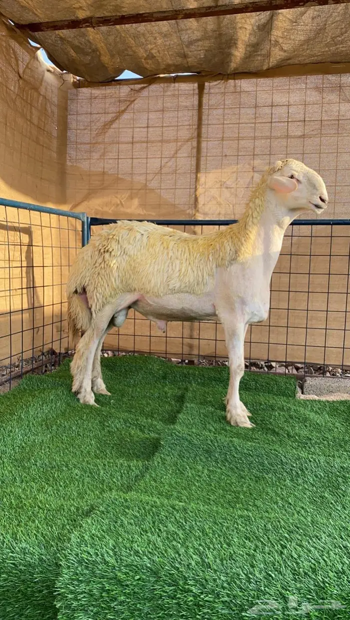 (تم البيع) مشروع فحل 3