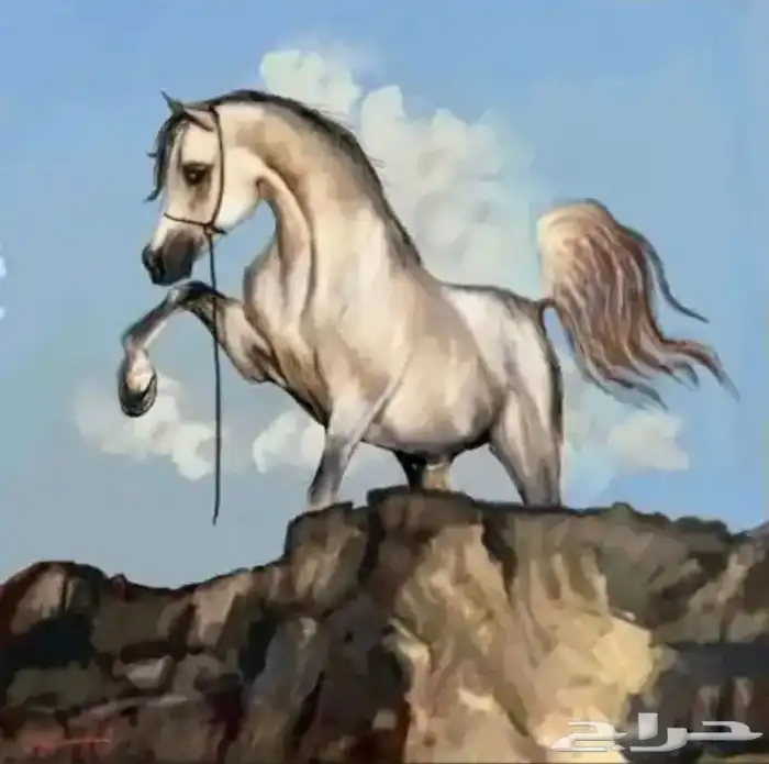 عرض ايواء خيل بسعر منافس 0