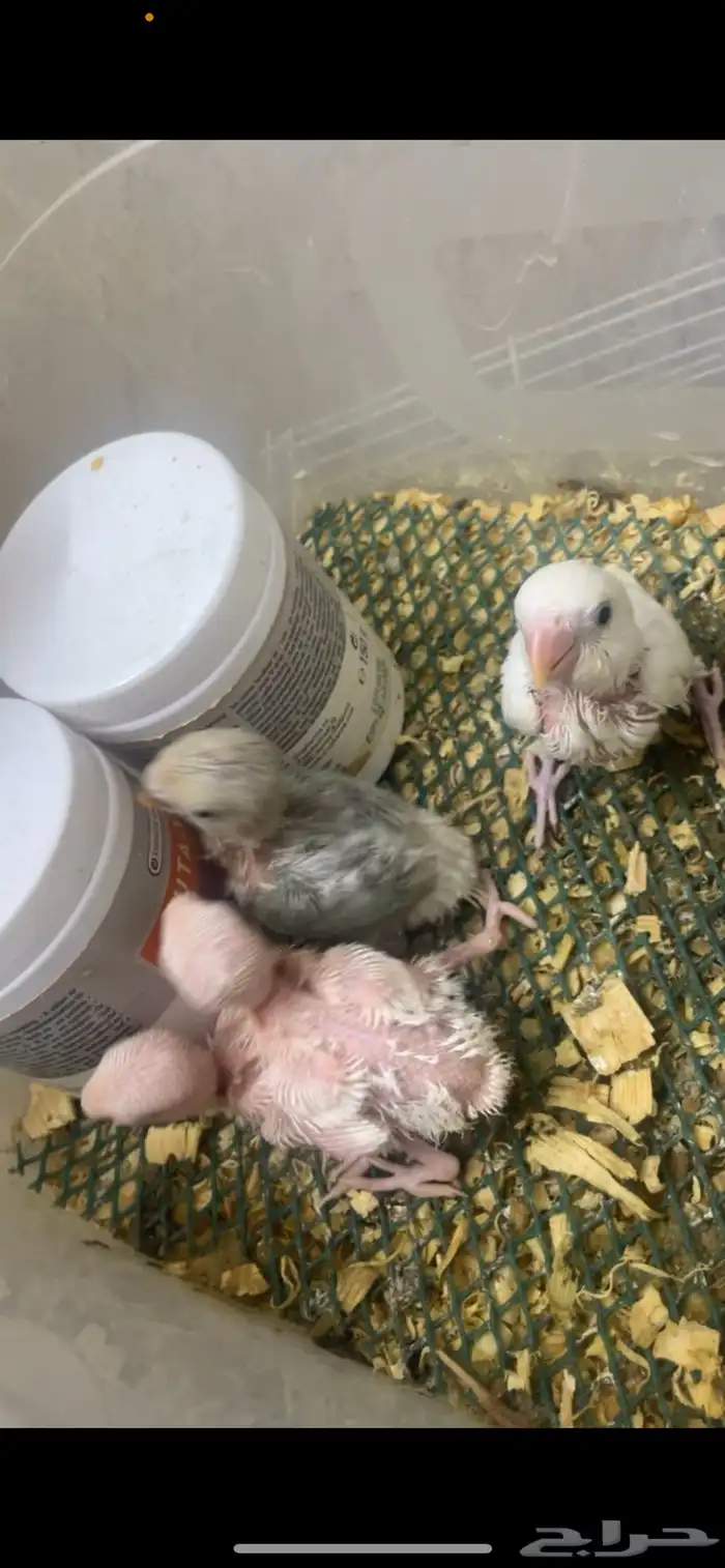 للبيع فروخ روز غر 0