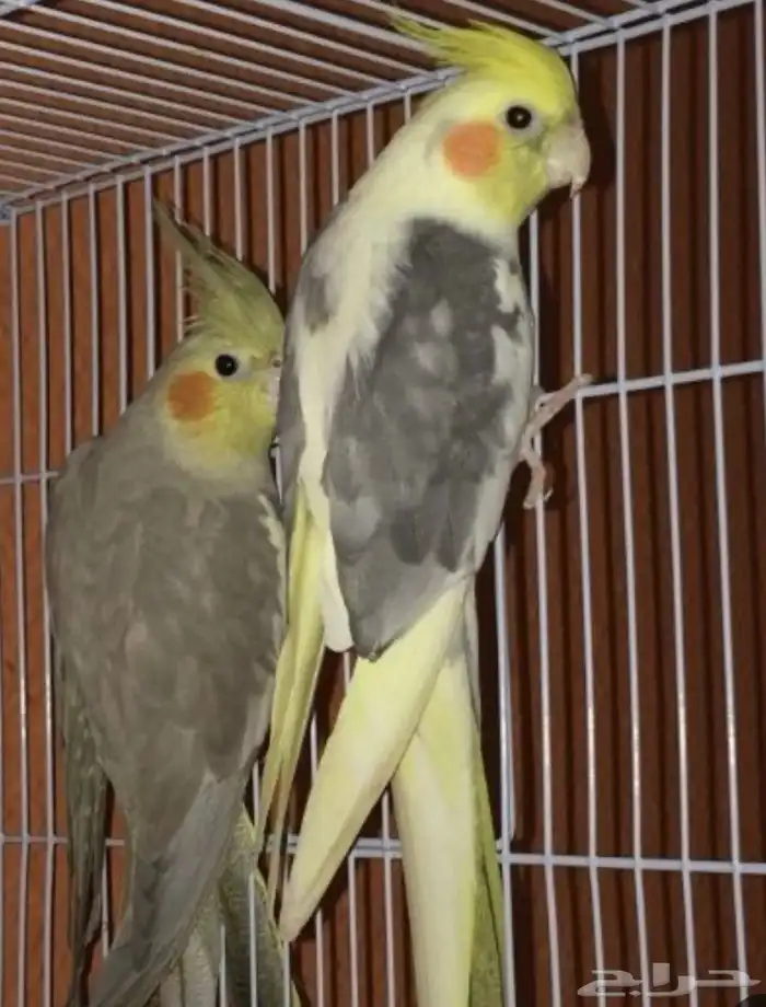 أزواج كروان منتجه تصانيف توب 7