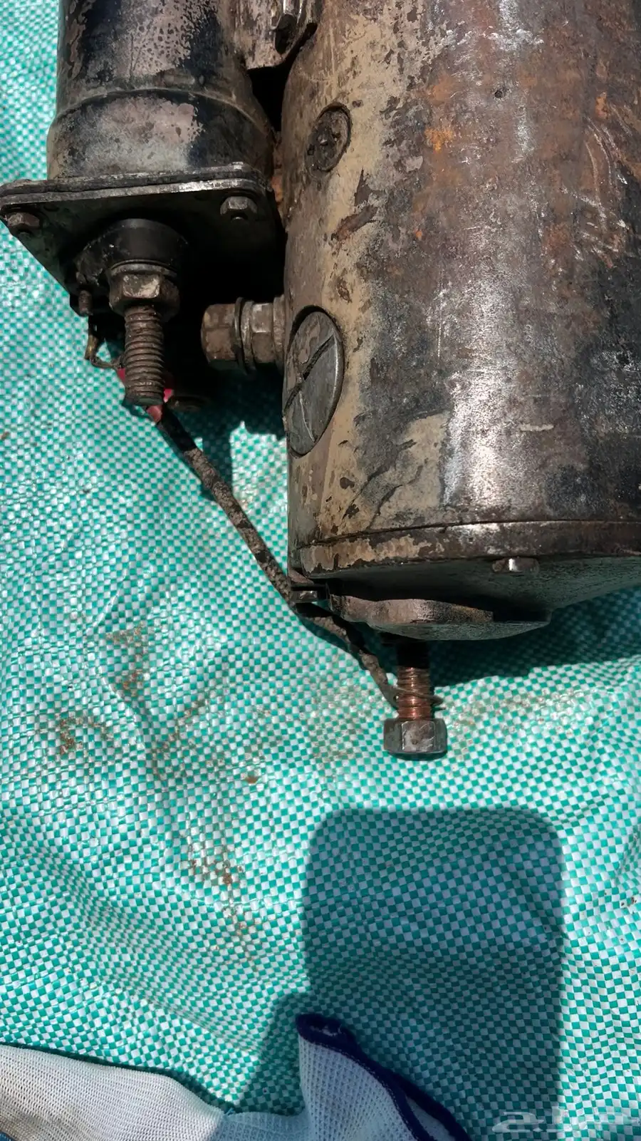 سلف شيول كبير 3