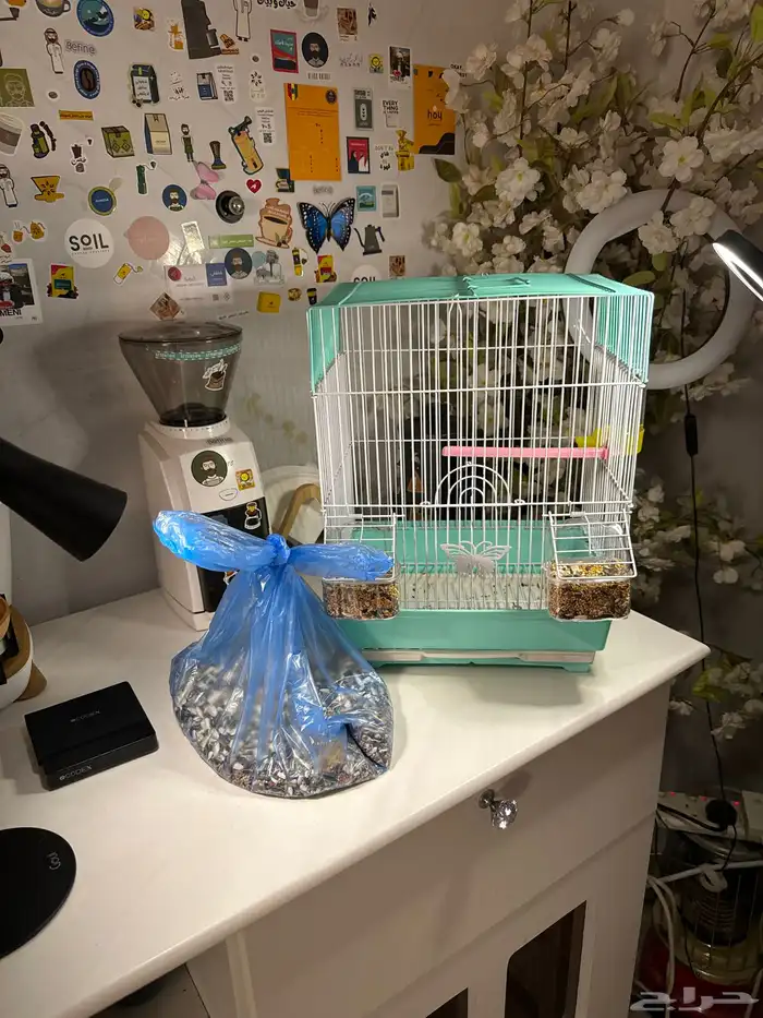 ببغاء روز البينو اليف وهدد 6