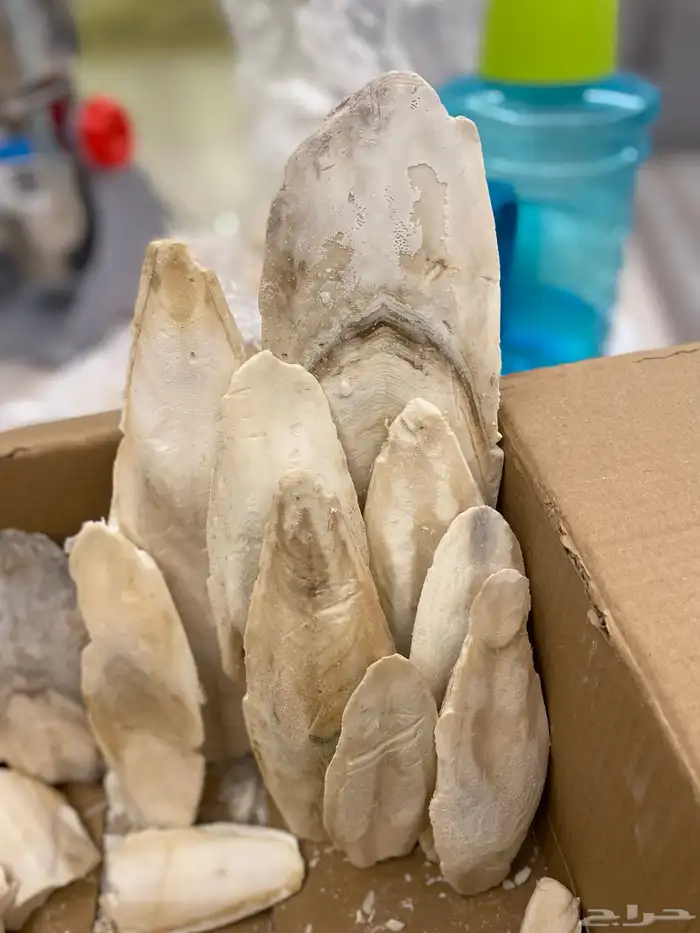 للبيع مستلزمات طيور وملح هيمالايا ومقياس حرارة 5