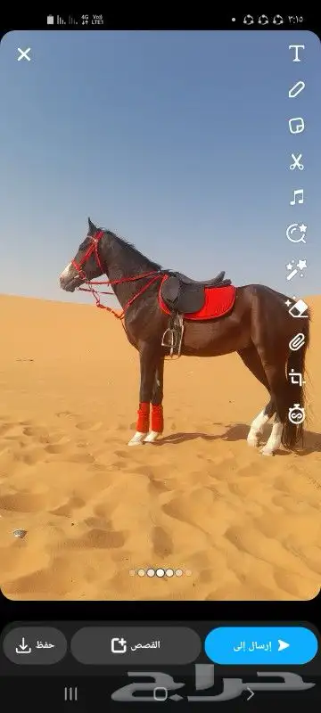 استأجر خيول وجمال زينه 4