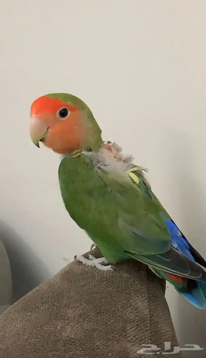 للبيع ببغاء روز اليفين 0