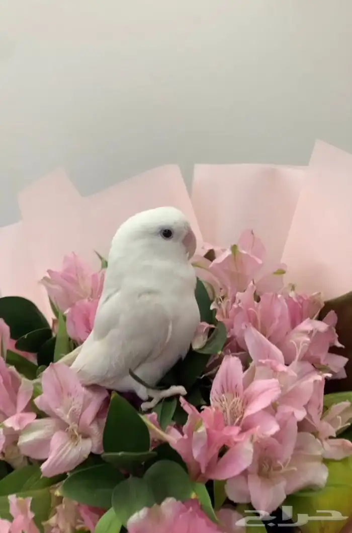 للبيع ببغاء روز اليفين 2