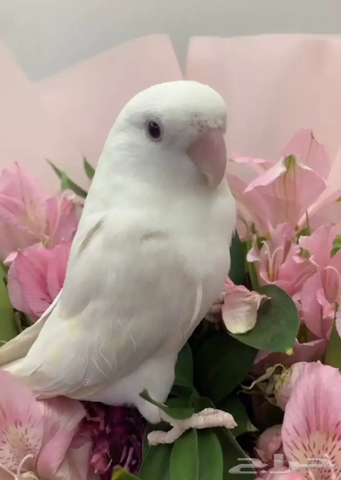 للبيع ببغاء روز اليفين 1